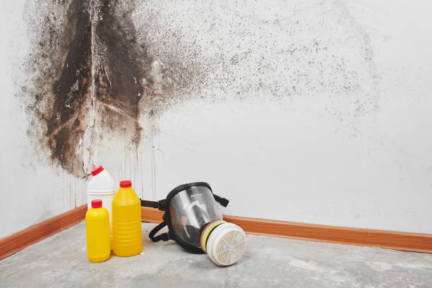 Best Crawl Space Mold Removal  in Kemah, TX