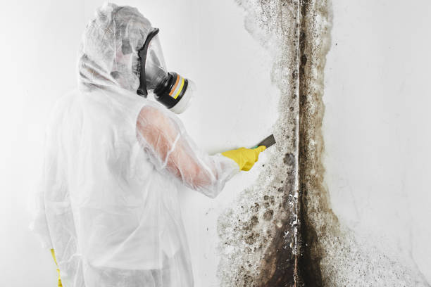 Best Attic Mold Removal  in Kemah, TX