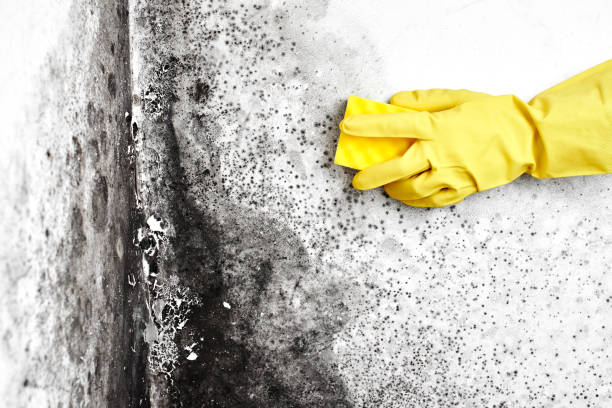 Certified Mold Removal in Kemah, TX