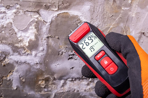 Best Black Mold Removal  in Kemah, TX