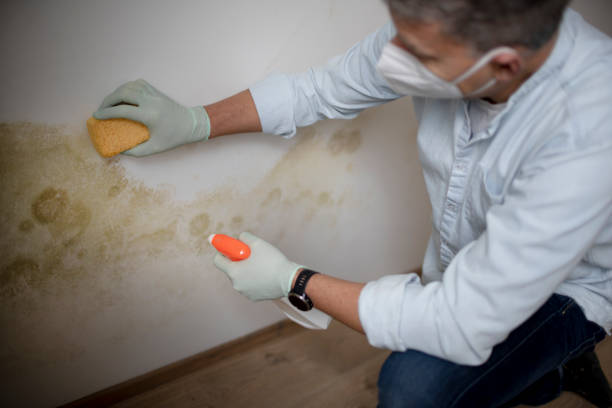 Best Mold Testing  in Kemah, TX