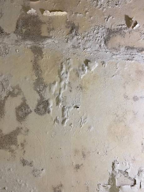 Best Black Mold Removal  in Kemah, TX