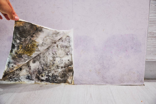 Best Residential Mold Removal  in Kemah, TX